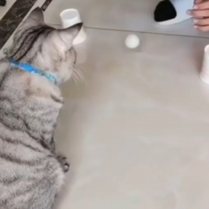 【これは天才】「これだニャ！」ボールが入ったカップを当てるゲームを猫に見せたら、結果はなんと･･･