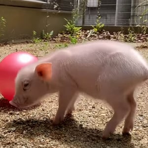 【話題】100日後に食われるブタの動画が大人気 / 2021年2月27日生まれのミニブタが食われるまでのYouTube豚動画