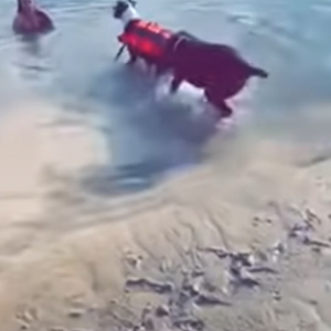 「ダメだって！ダメだってば！！」お友達が泳ぎに行こうとするのを絶対阻止したいワンコ