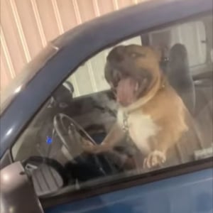 「早く乗るんだワン！」クラクションを鳴らし、まるでドライバーのように振る舞うワンコ