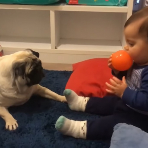 「そのボールが欲しいの！」赤ちゃんのボール遊びを見ていたワンコ、とうとう我慢できなくなり・・・