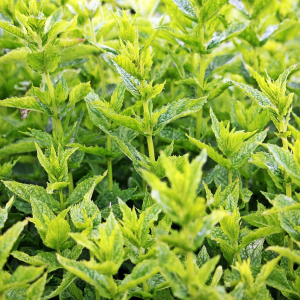 清涼感のある植物の「ハッカ」と「ミント」には違いはある？