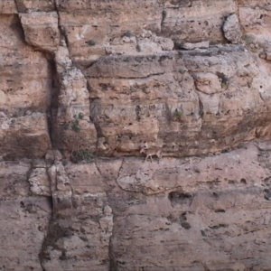 急勾配なんてなんのその！断崖絶壁をひょいひょい進むベゾアールアイベックスというヤギが凄い！