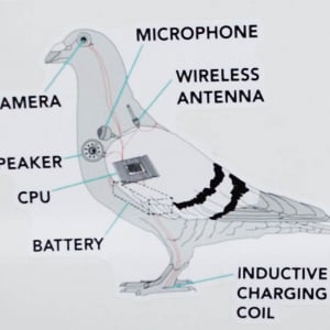 【衝撃】鳥はすべてドローン！ 電線に止まっている鳥は充電中 / 信じられない陰謀論が広まる