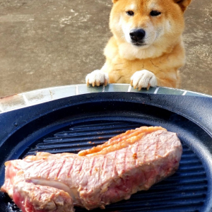 柴犬に“ステーキ肉”を見せた結果→「良い表情で見つめていますね！」「ああ、このなんとも言えないもどかしさ」