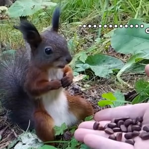 【癒やし動画】めっちゃ種食ったり！ めっちゃ急に止まったり！ 可愛すぎるリス動画が大絶賛