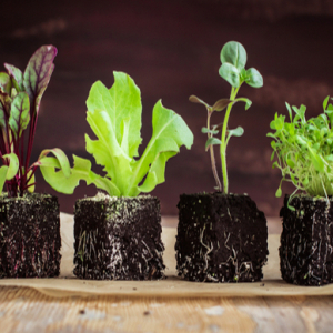 夏野菜を苗から育てる！おすすめの種類や時期・植え付け方を紹介