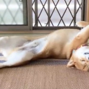 柴犬が寝ながらフィットネスする動画「これは体幹鍛えられそうですね〜！」「綺麗なポージング」