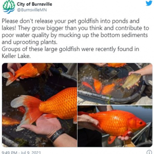 米ミネソタ州の湖で捕獲された巨大金魚 「プラスサイズ金魚」「フィッシュ＆チップスには出来ないの？」