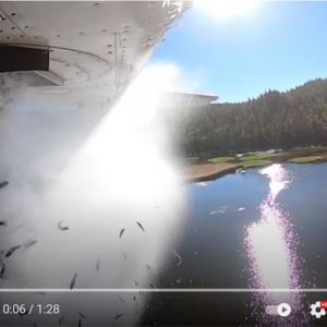 米ユタ州では飛行機を使って稚魚を“空中放流”するんです