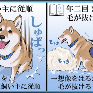 「分かりみが深い」柴犬を実際に飼う前と後とでの認識の補正を描いたイラストに共感の嵐！
