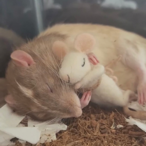 「はぁ～落ちチュく～」ネズミのぬいぐるみを抱いて寝るネズミさんの姿がかわいすぎる