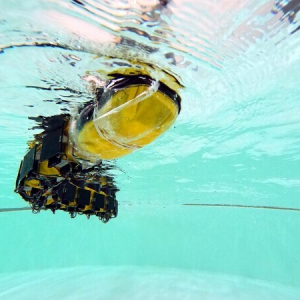 EPFL、ヤツメウナギを模した水中ロボットで神経系のメカニズムを調査！