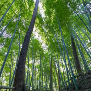 【埼玉県】海抜４９０メートルの隠れ寺「竹寺」にて夏季限定かき氷「竹氷」登場！