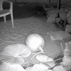 短期間でそんなに大きくなるの？！巨大カボチャの成長過程を捉えた18日間の映像が凄い