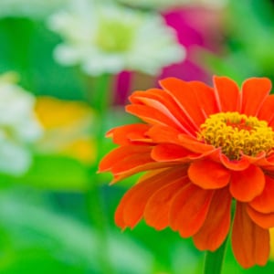 夏花壇を彩るカラフルで育てやすい花！ジニア（百日草）の育て方