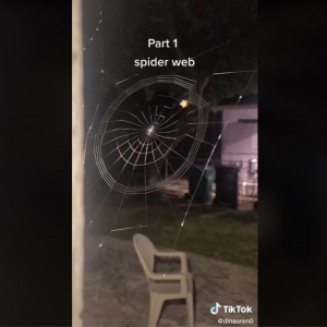 クモが巣を張る様子を撮影したタイムラプス動画 「アートとしか言えない精密さ」「ちょっと感動」