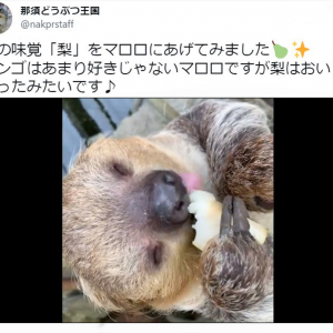 うっとり…… 秋の味覚を楽しむナマケモノの動画が癒やし度MAX