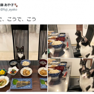 お行儀良すぎでは……!? 食卓に座る兄妹猫の写真に25万超いいね 「お箸使いだしそう」