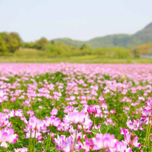 使わなくなった畑や田んぼ、どうしよう！ 農地の相続などで困ったときの新しい選択肢