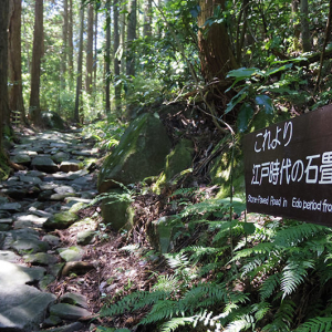 【山岳ライターがおすすめ】箱根旧街道で楽しむ低山ハイキング
