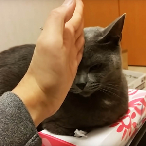 邪魔だからチョップしたらブチギレ激怒した猫のYouTube動画が1100万回再生突破！