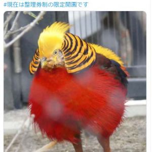 こんな鳥を見たことある？ “キンケイ”の髪型がネットで反響「ツタンカーメン？」