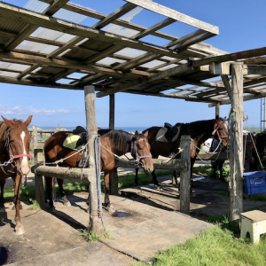 海辺で馬に乗る！北太平洋シーサイドライン乗馬クラブ【北海道浜中町の旅６】