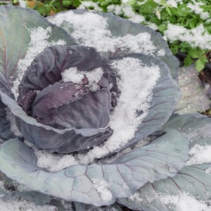 冬でもベランダ菜園をしよう！防寒対策や寒さに強い野菜の種類の紹介
