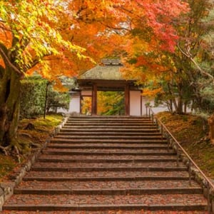 秋の嵐山発！世界遺産・鈴虫寺などパワースポットをタンデム自転車で巡る旅