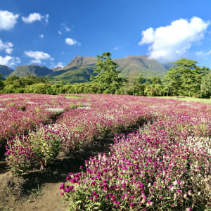 鬼滅の刃の「蝶」も訪れる！500万本が咲く絶景・くじゅう花公園【大分県】