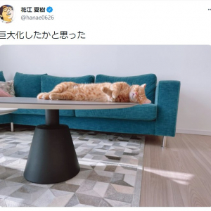 花江夏樹さんの愛猫が巨大化!? 錯視写真に14万超いいね「多分、血鬼術です（笑）」