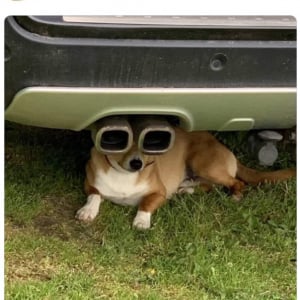 Twitterで話題のサイバーパンクなワンコ 「サイバードッグ2078」「エルトン・ジョンの愛犬？」