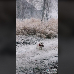 生まれて初めての雪に喜ぶ子犬 「ホッキョクグマの赤ちゃんみたい」「可愛すぎるでしょ」