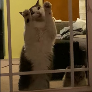 お外に出たい猫。なんとか窓ガラスを壊してでも！と勢い込んでいるようですが・・・、その姿は窓ガラスを食べようとしているようにしか見えません