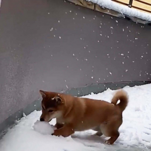 柴犬が雪を初めて見た結果→「なんじゃこれは可愛すぎる」「はしゃいでますねー楽しそう」