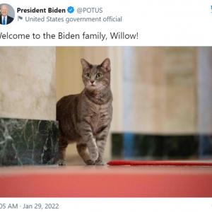 ホワイトハウスに“ファーストキャット”がやってきた 「ウィローってば可愛い」「大統領が猫飼ったからって大騒ぎしすぎ」