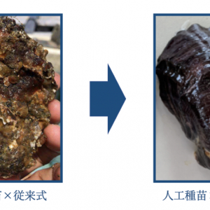 徳島で身痩せしない牡蠣の通年出荷や水産DXに取り組むリブルが1億円を調達