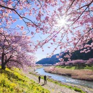 【伊豆】2月1日から！河津桜800本が咲き乱れる「みなみの桜と菜の花まつり」