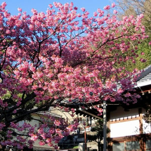 実は河津桜でなかった!?日本一の早咲き「土肥桜」の時期＆見所とおすすめ宿