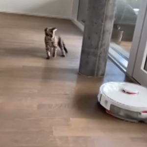 「怖い！近寄らないで・・・！！」ロボット掃除機に怖気付く猫。ゆっくり自分に向かってくるのが恐ろしいようで、にじりにじりと後退り