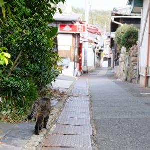 【離島暮らしのリアル】直島移住はじめて雑記～第5回：限られた選択肢のなかで「幸せ」を見つけるということ