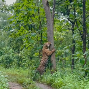 マーキング？それとも爪研ぎ中？道の脇にある巨木に、なんと『巨大な虎』が抱きついていたのです！！