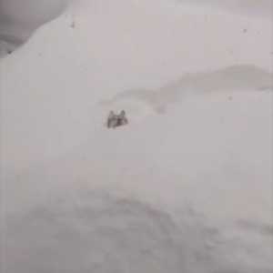 「札幌の実家から送られてきた動画がマジで雪やばい！」そんな大雪に囲まれてはしゃぐ犬の姿がかわいくて癒される！！