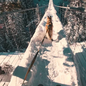 そのスピードで走るの？！スキーを曳く救助犬が全力疾走するのは、なんと雪が積もった吊り橋の上！！『スキージョーリング』の様子が迫力満点すぎる