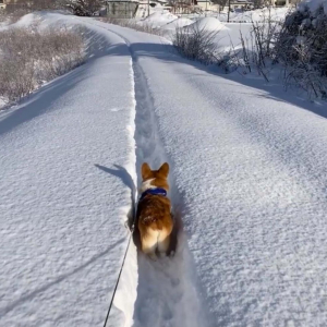 コーギー犬が雪道にへこたれる動画「バックするお尻めちゃ可愛い」