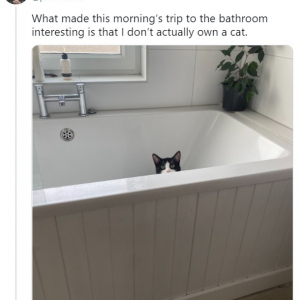 バスルームで見知らぬ猫に遭遇した女性のツイートが話題 「人間のことを執事としか見ていないのが猫」「そんなつもりじゃないからねって顔してる」