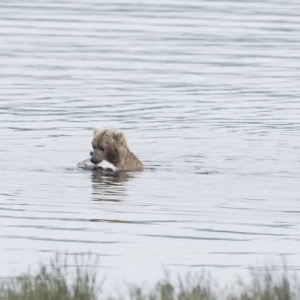 川に入ったお母さんクマの背中にいる赤ちゃんクマ。きょうだいは自力で泳いでいるのに、この子は楽ちんそう。浅瀬まで連れて行ってもらいました