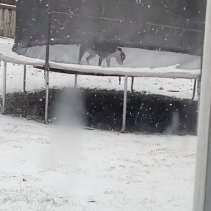 雪が大好きだという犬。雪が降っている最中にトランポリンで遊ぶととても楽しいみたい！ずっと跳ね続けて楽しそうに過ごしています