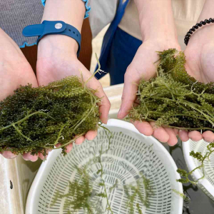 実は沖縄の人は食べない!?海ぶどう養殖場で出会った魅力と真実【体験レポート】